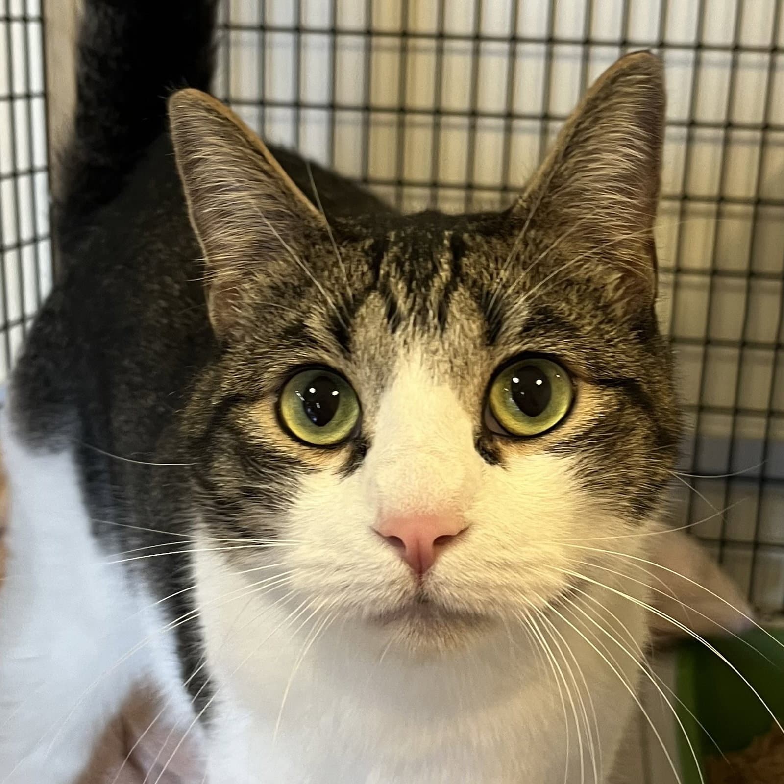 Smokey - Domestic Short Hair