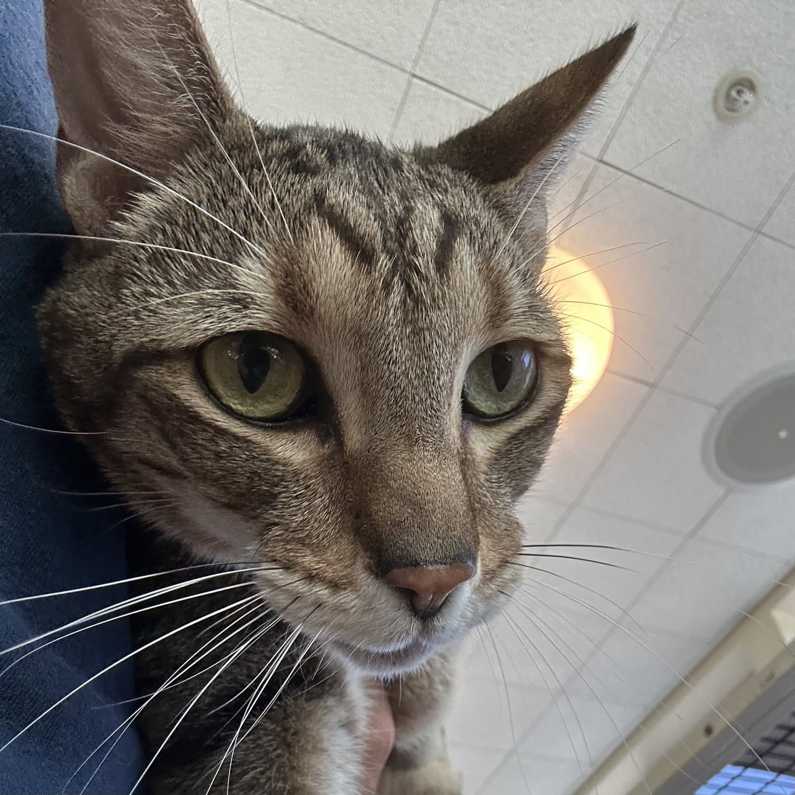 Sherman - Tabby