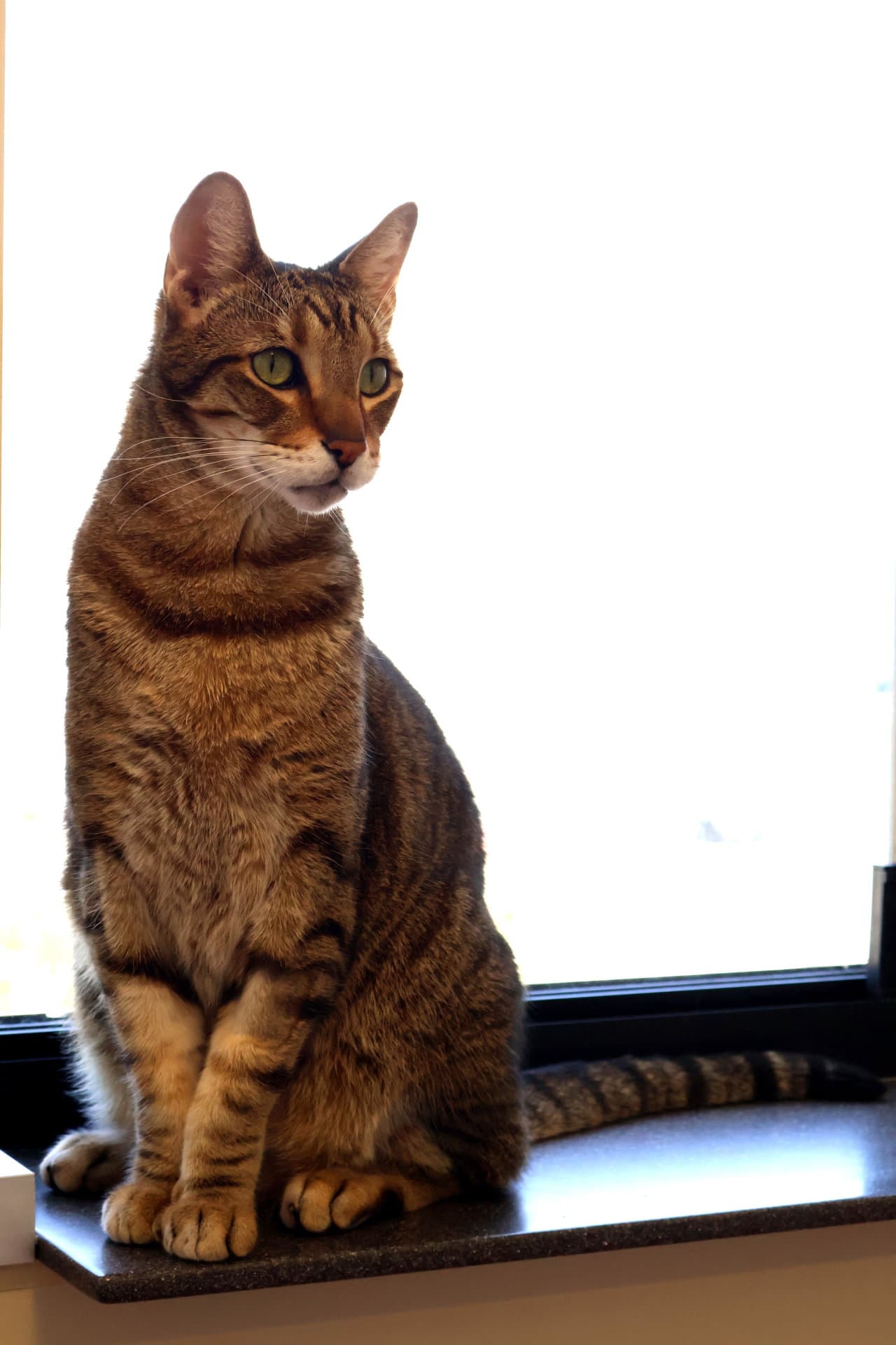 Sherman - Tabby