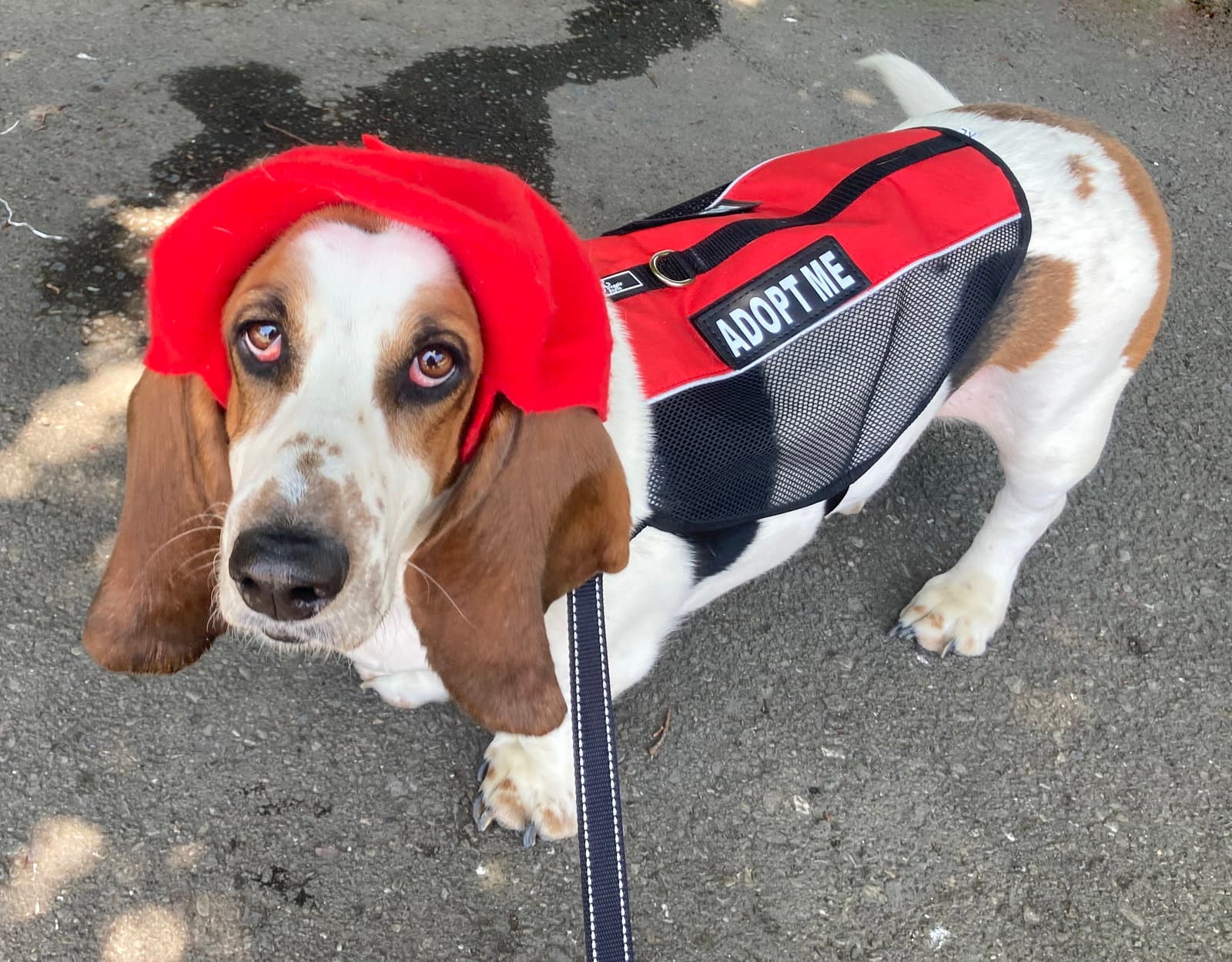 Gus West Sacramento - Basset Hound