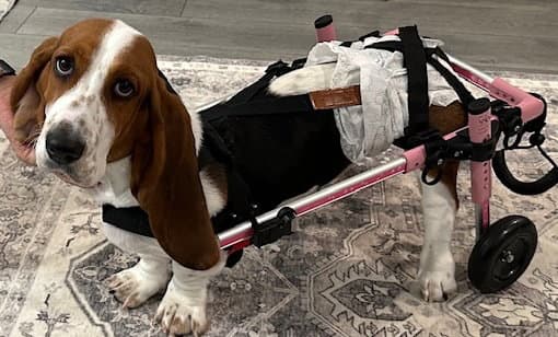Sharon - Basset Hound