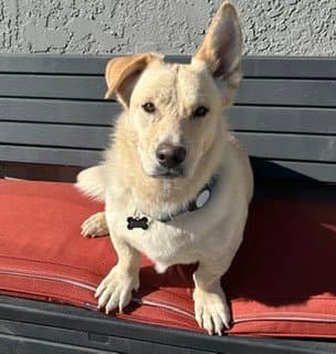 Twinkie - Welsh Corgi