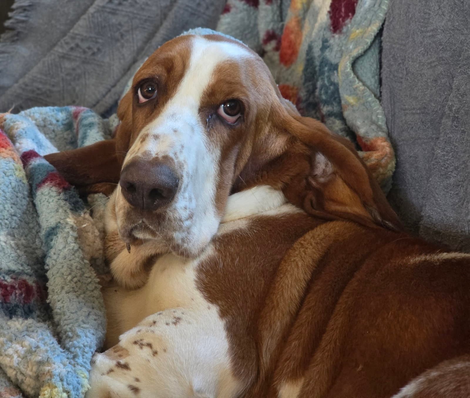 Maisie Livermore - Basset Hound