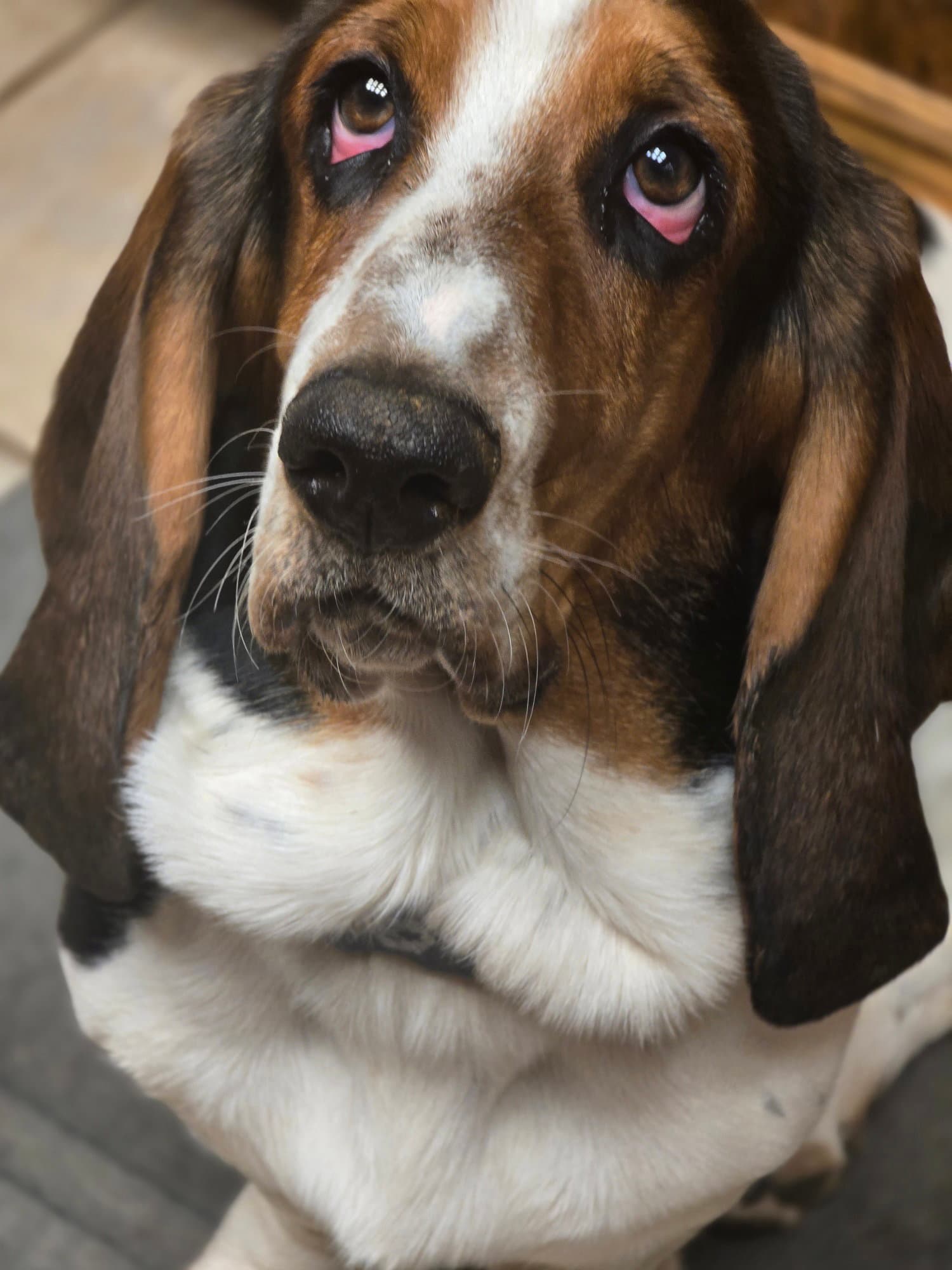 Walter Livermore - Basset Hound