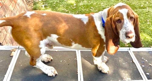 Murphy Murphys - Basset Hound