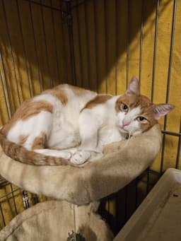 Peaches image 1