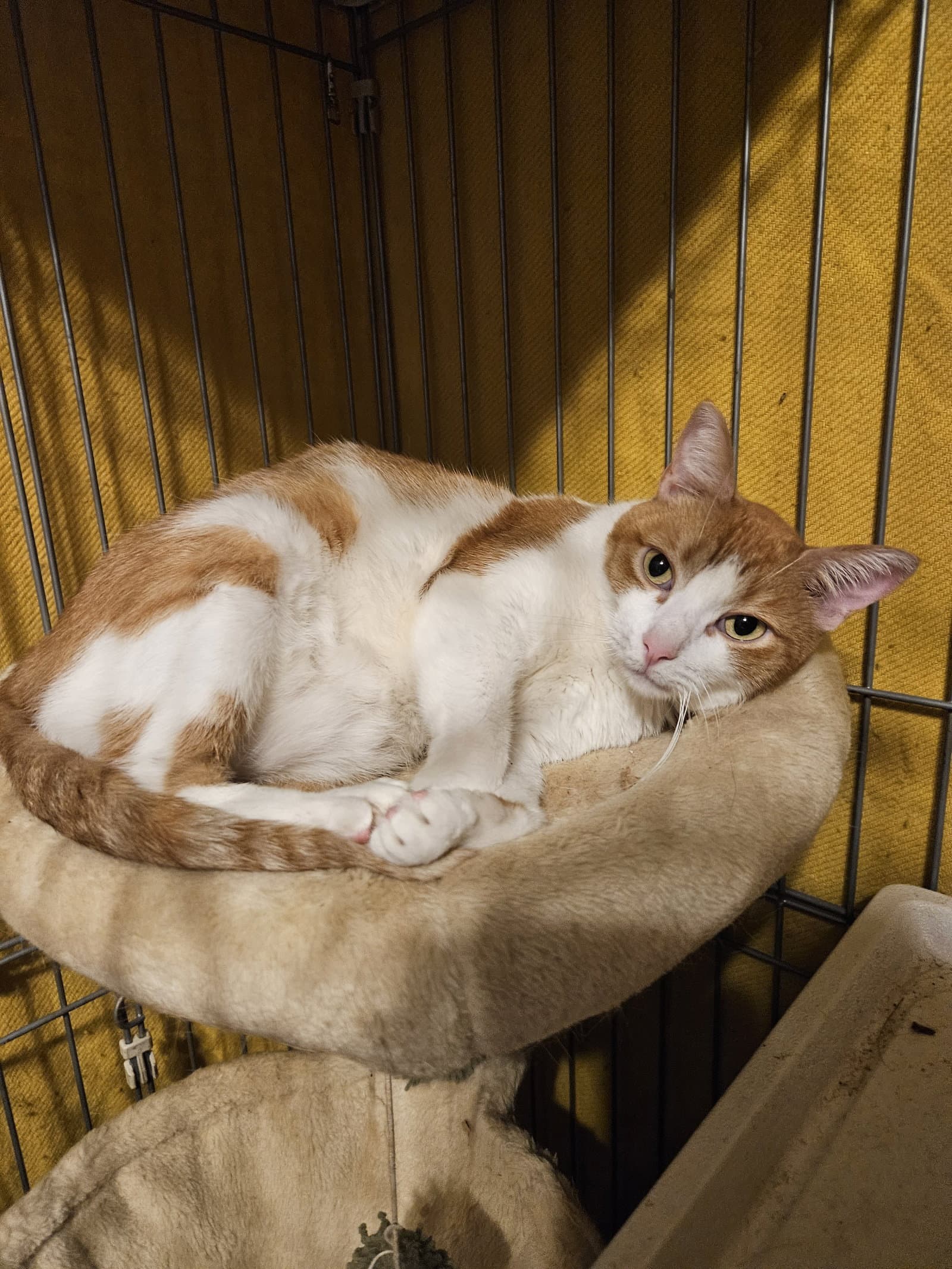 Peaches - Domestic Short Hair