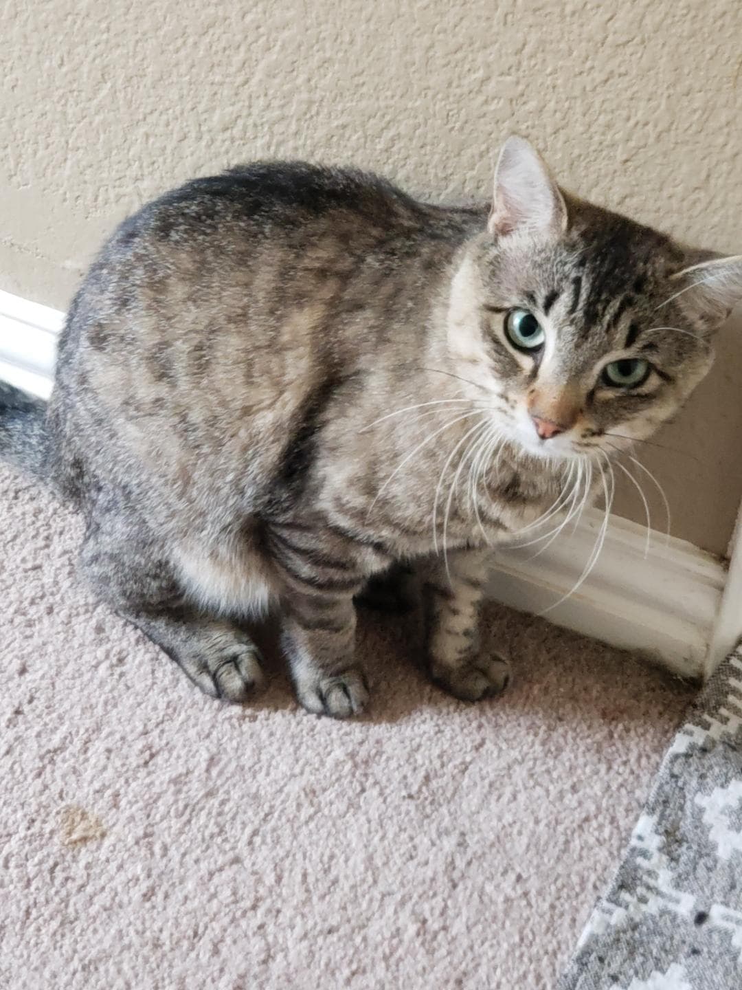 Shaylo - Tabby