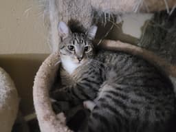 Sheyla image 1