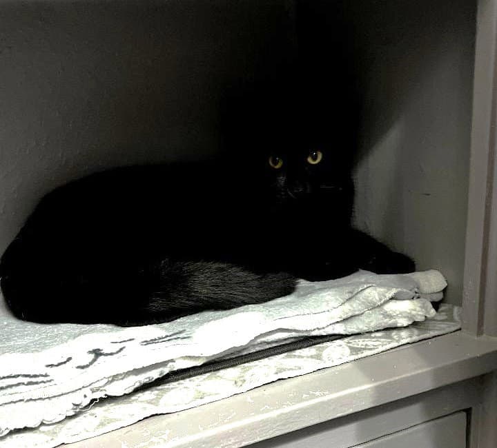 Jade - Domestic Short Hair