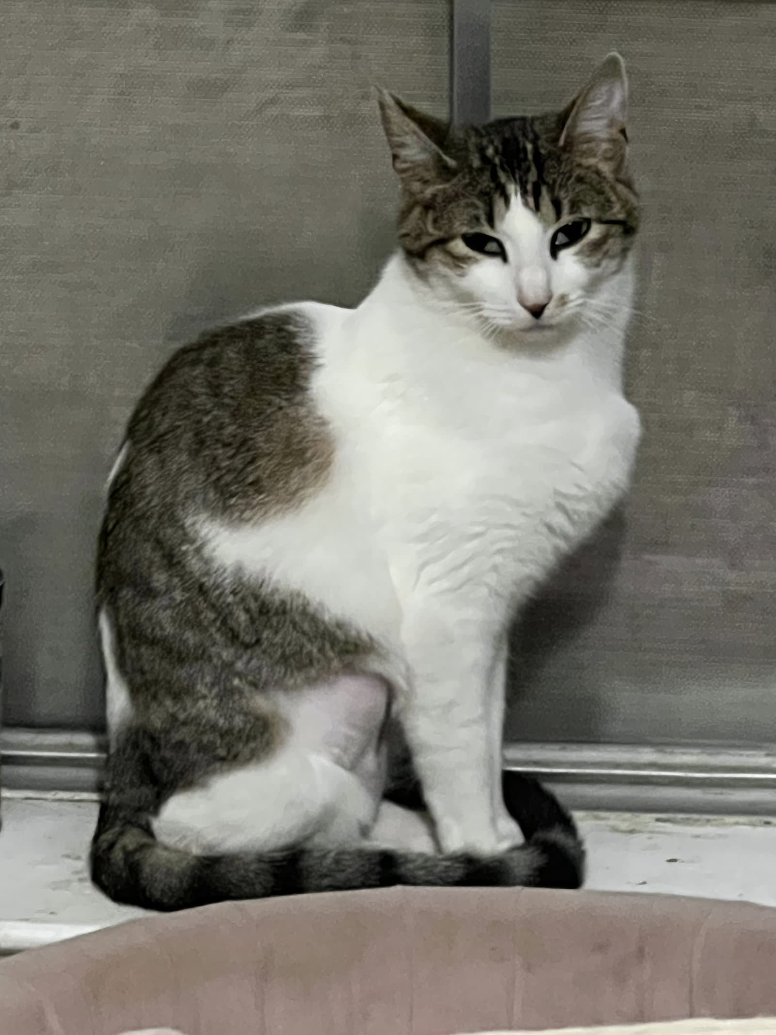 Pixie - Domestic Short Hair