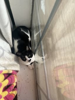 Derry Meow image 3