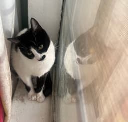 Derry Meow image 1