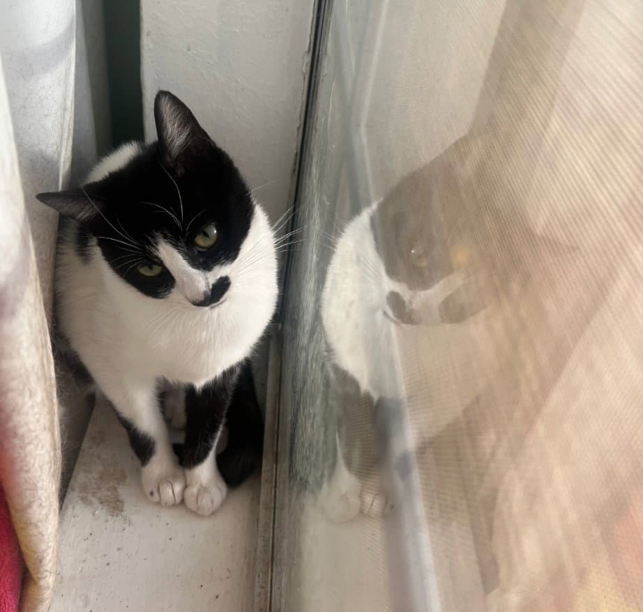 Derry Meow - Domestic Short Hair