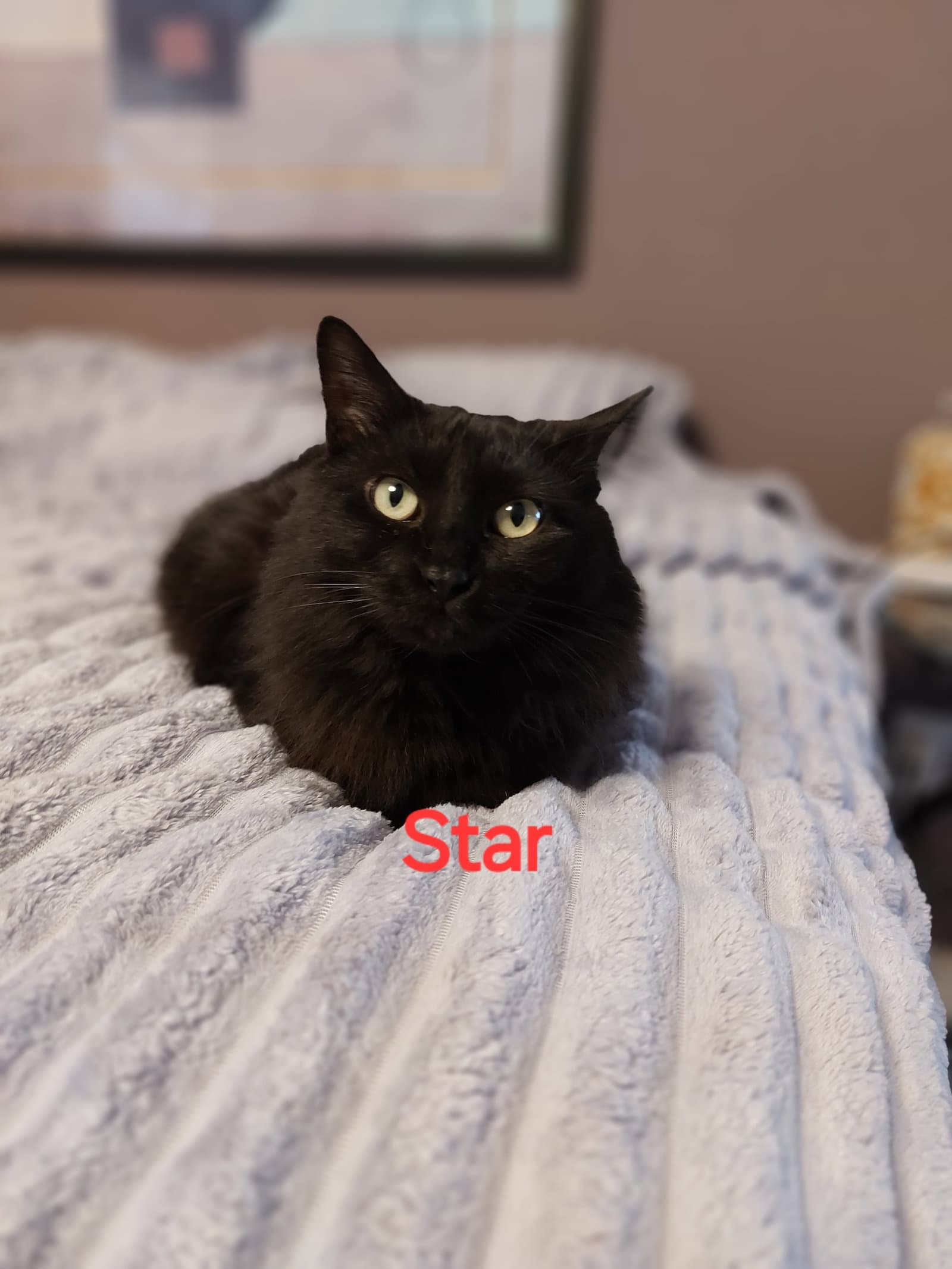 Star - Domestic Short Hair