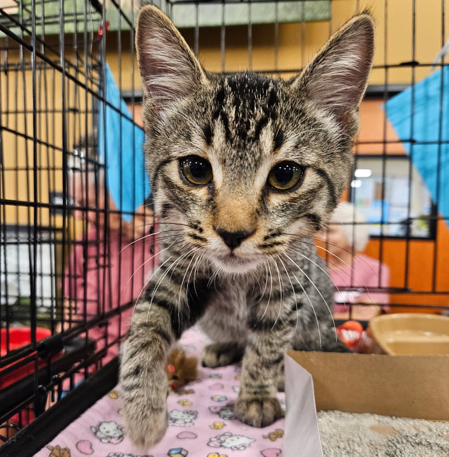 Gandar - Tabby