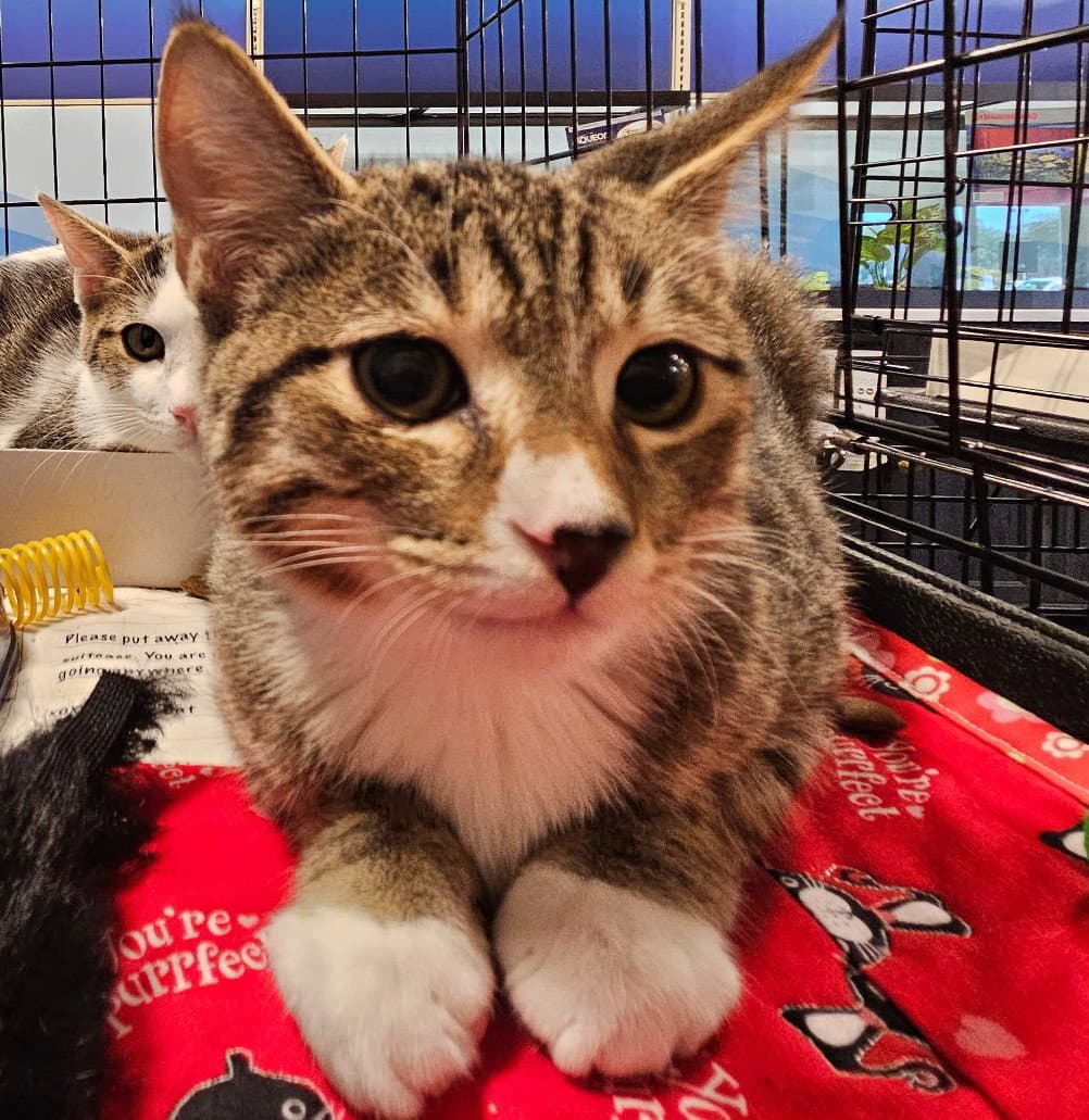 Socks - Tabby