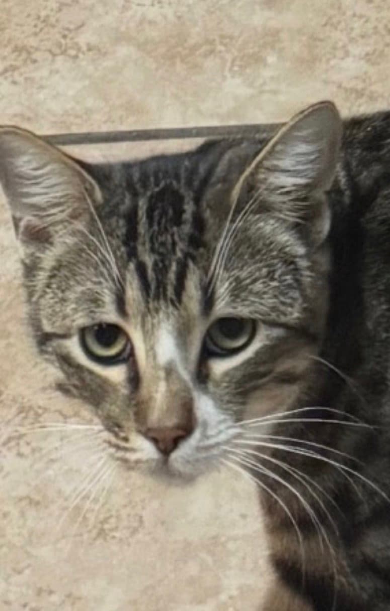 Cosmo - Domestic Short Hair