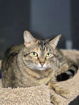 Dinah image 1