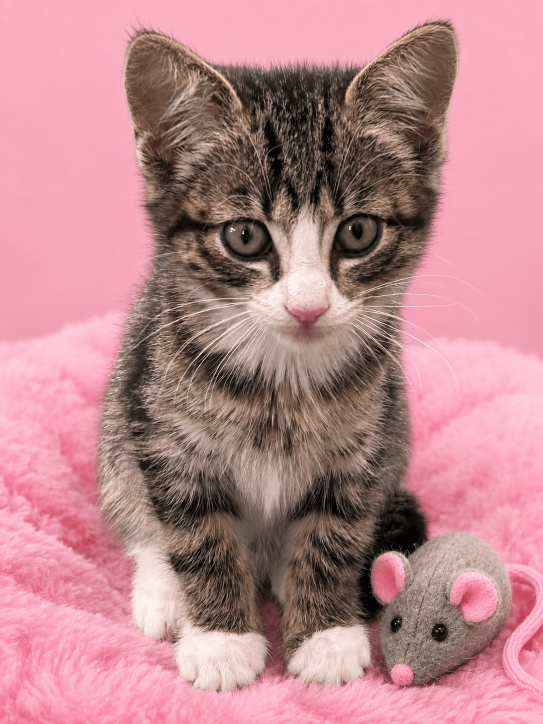 Glitz - Tabby