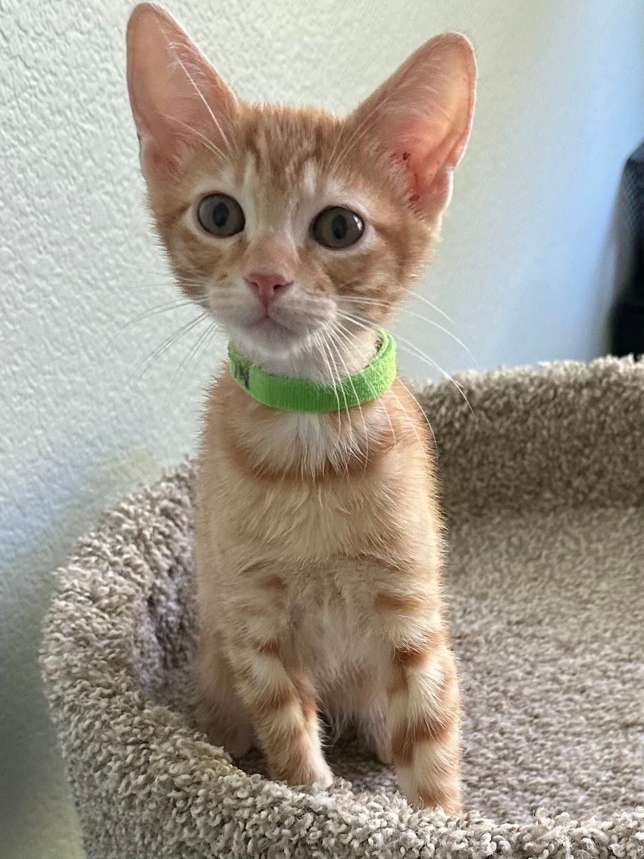 Irwin - Tabby