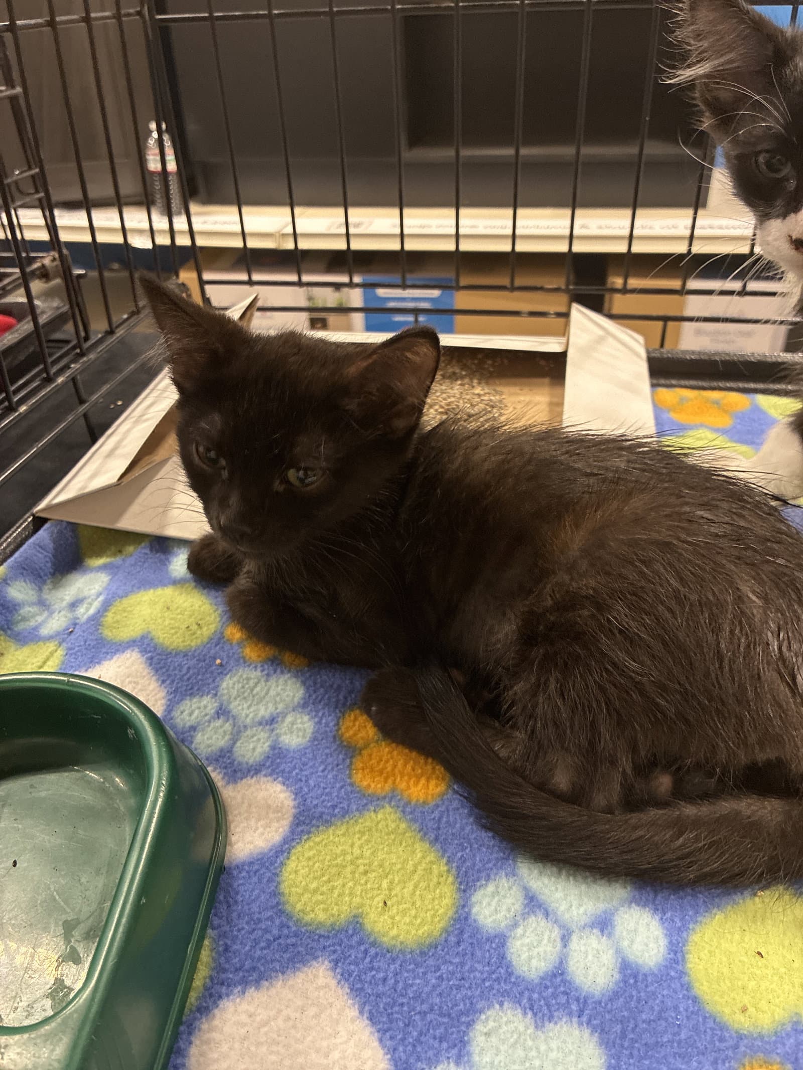 Moonbeam - Domestic Short Hair