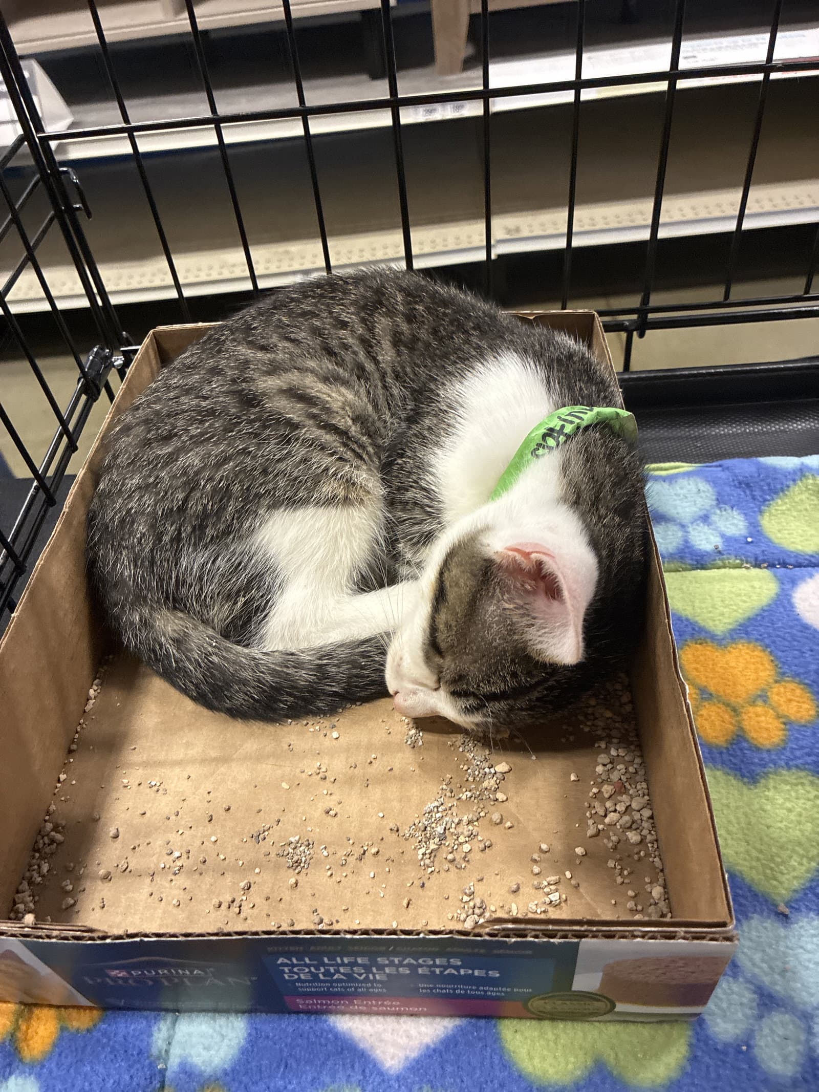 Rayitas - Domestic Short Hair