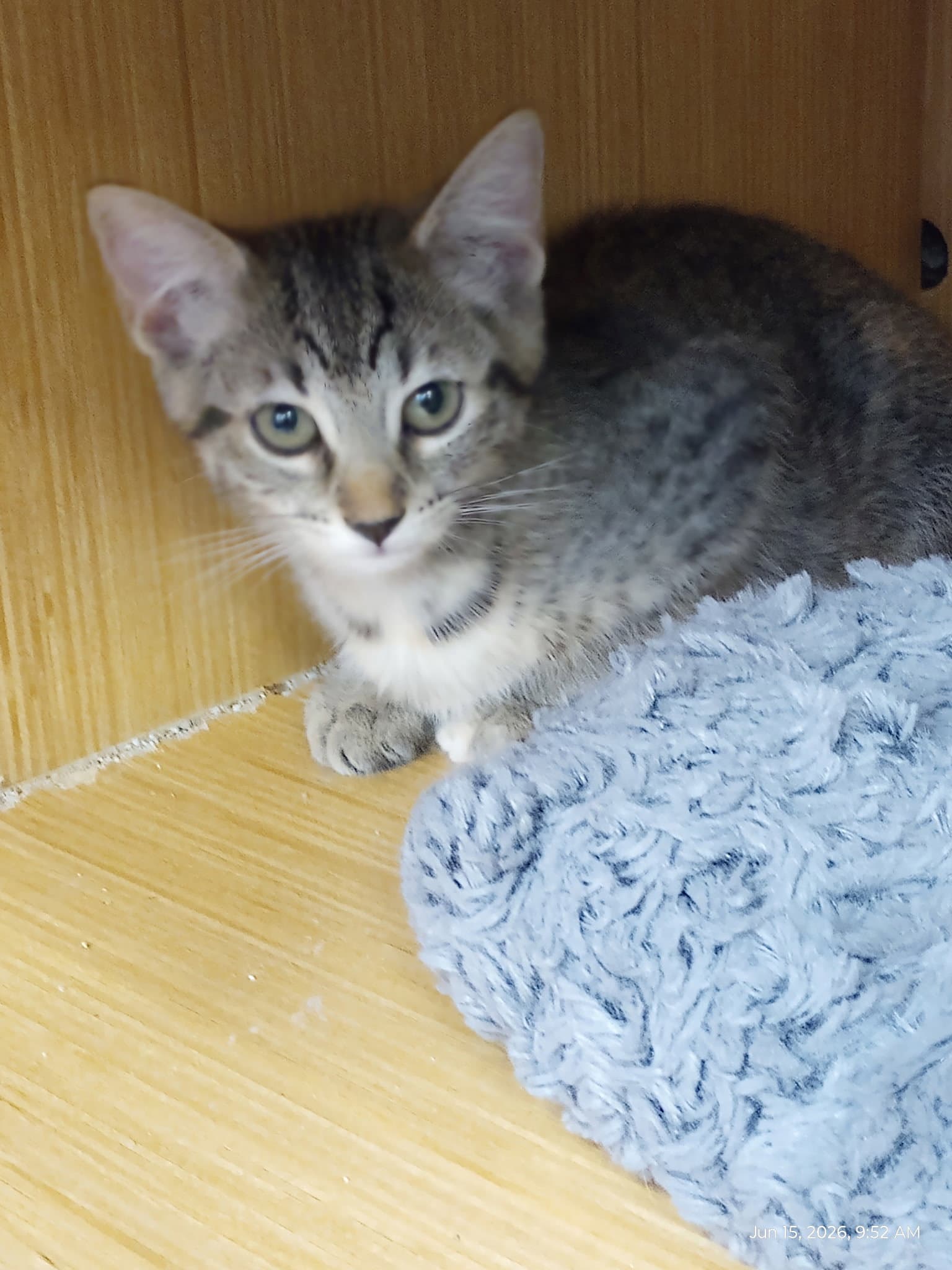 Birch - Domestic Short Hair