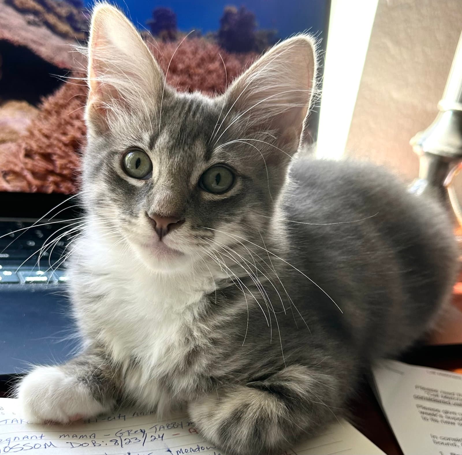 River P - Tabby