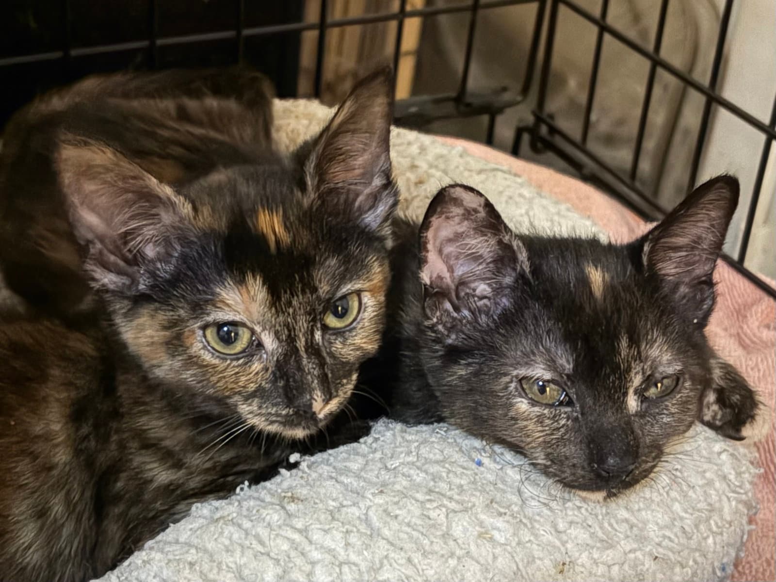 Tara - Tortoiseshell