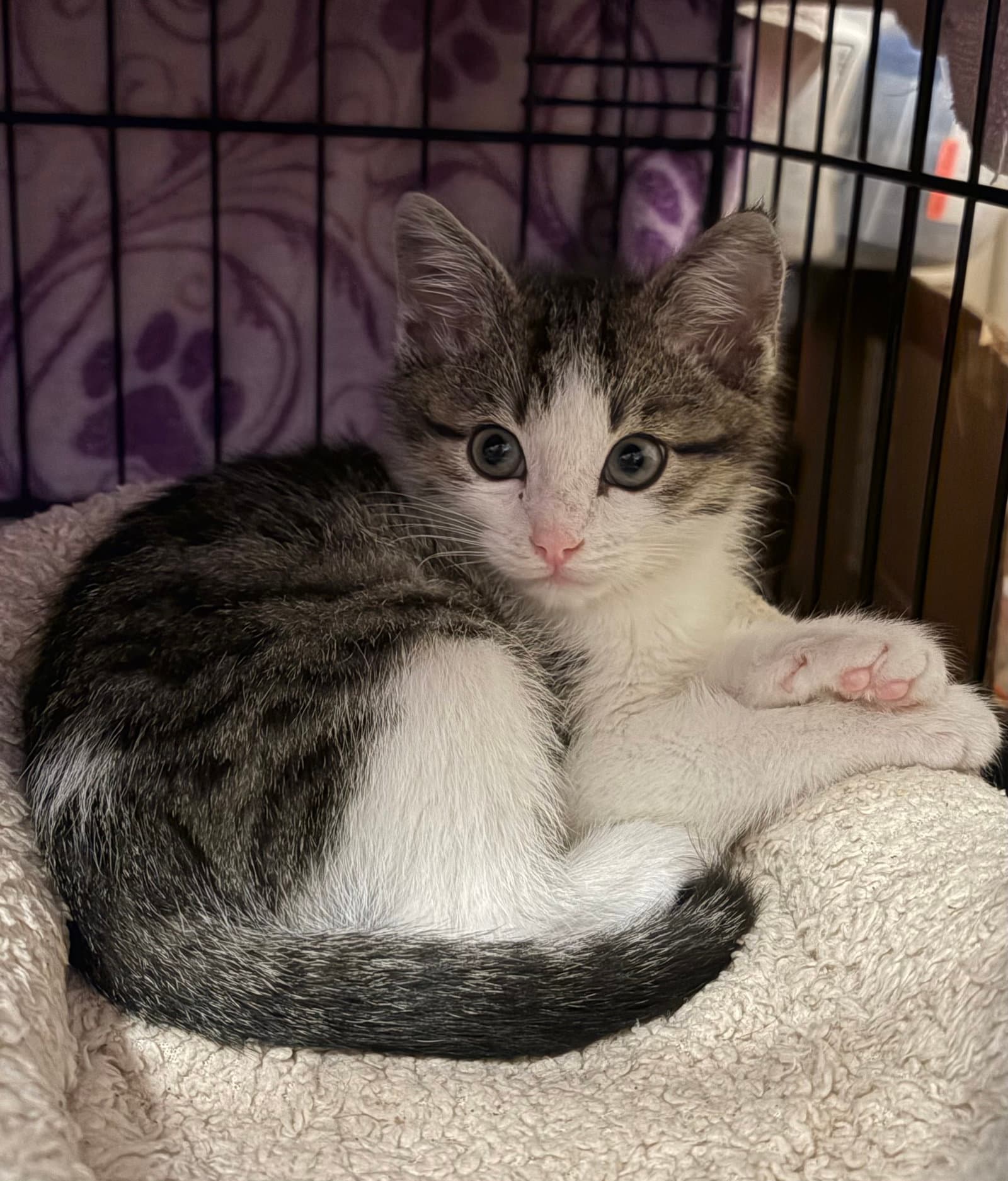 Travis - Tabby