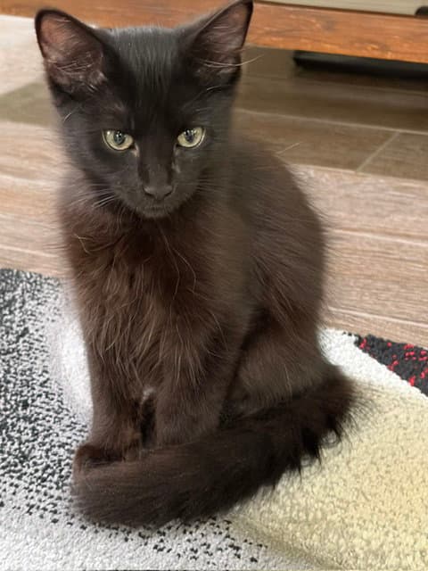 Kek - Domestic Long Hair