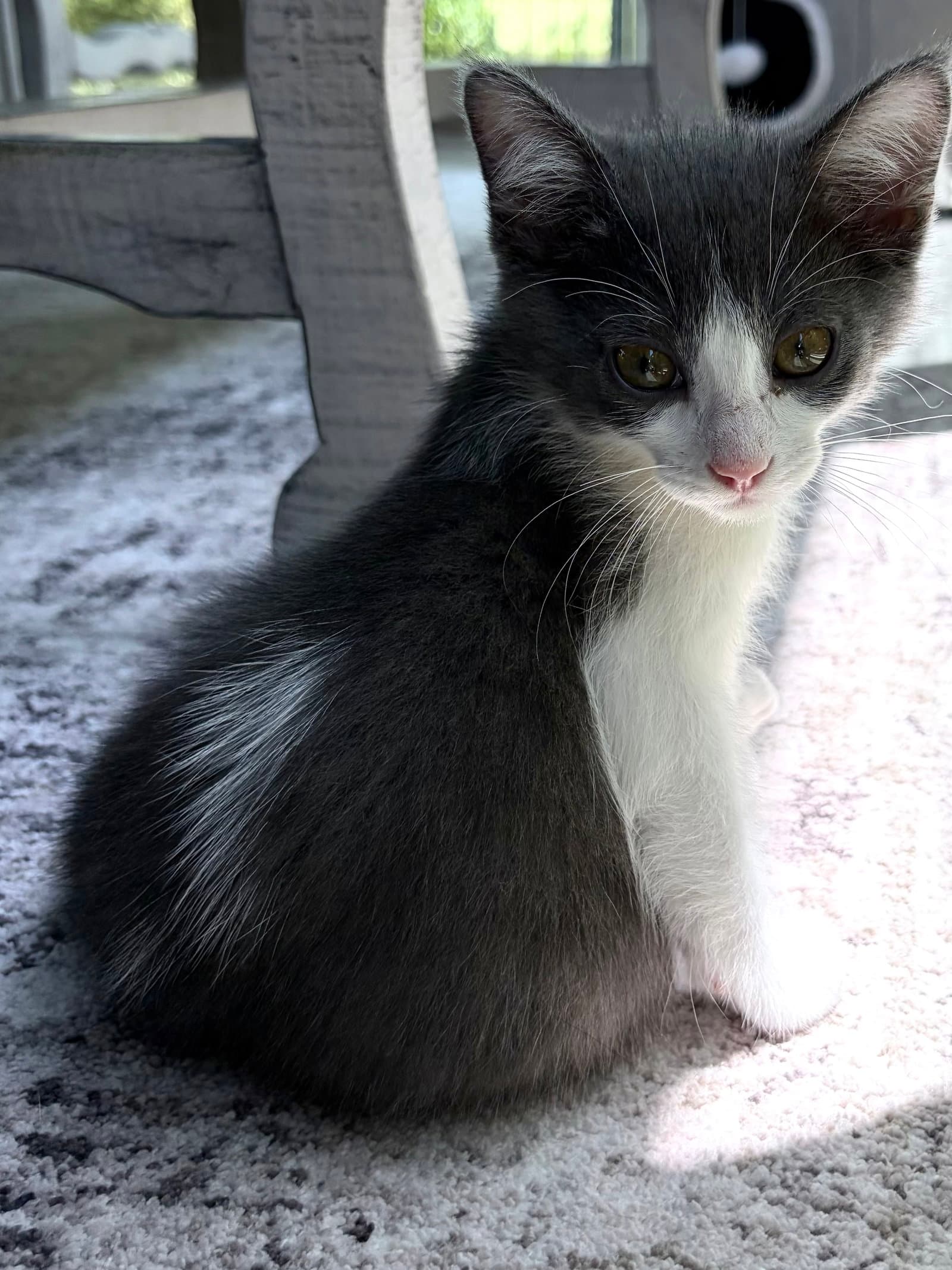 Reef - Domestic Short Hair