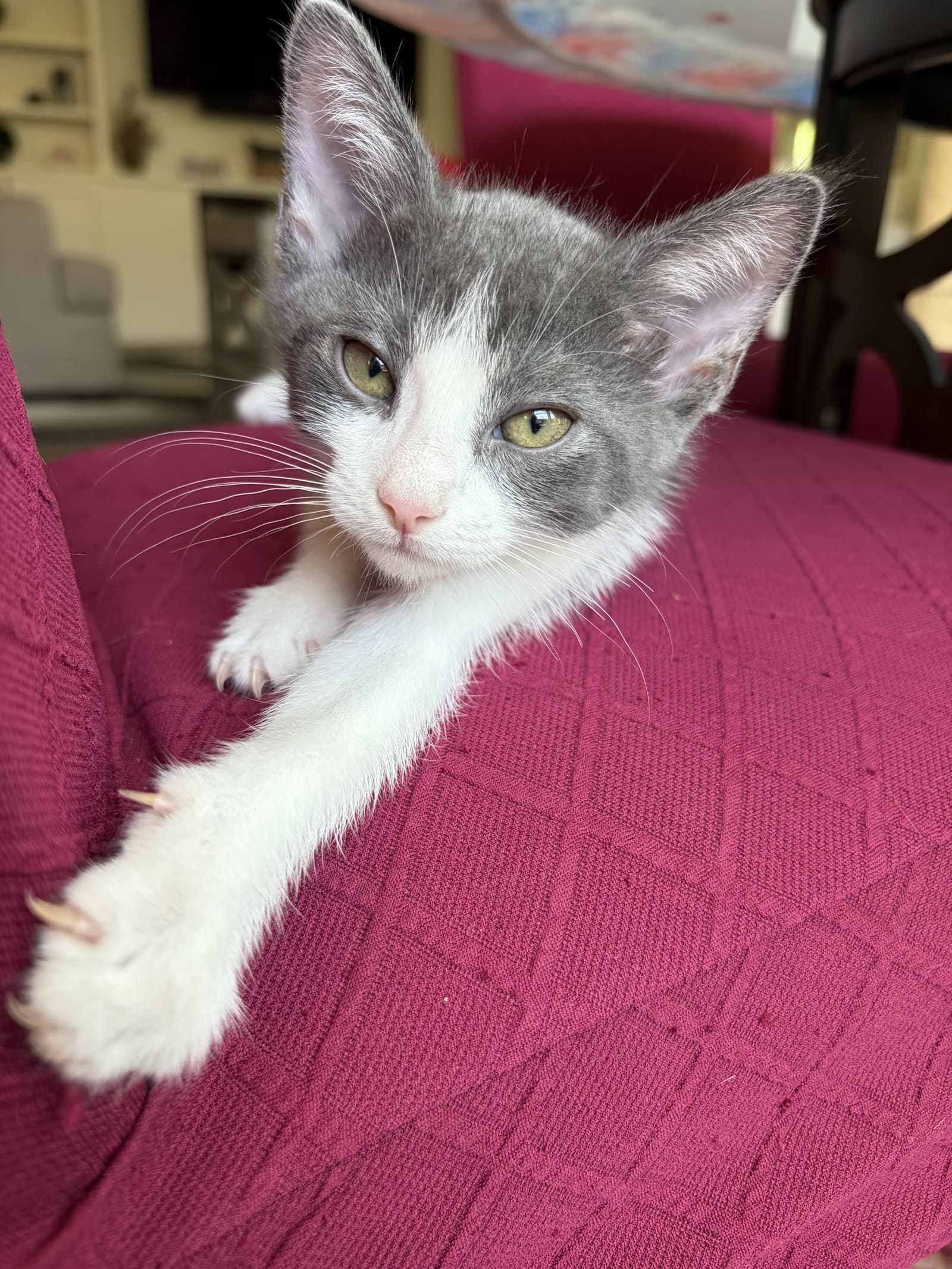 Tide - Domestic Short Hair