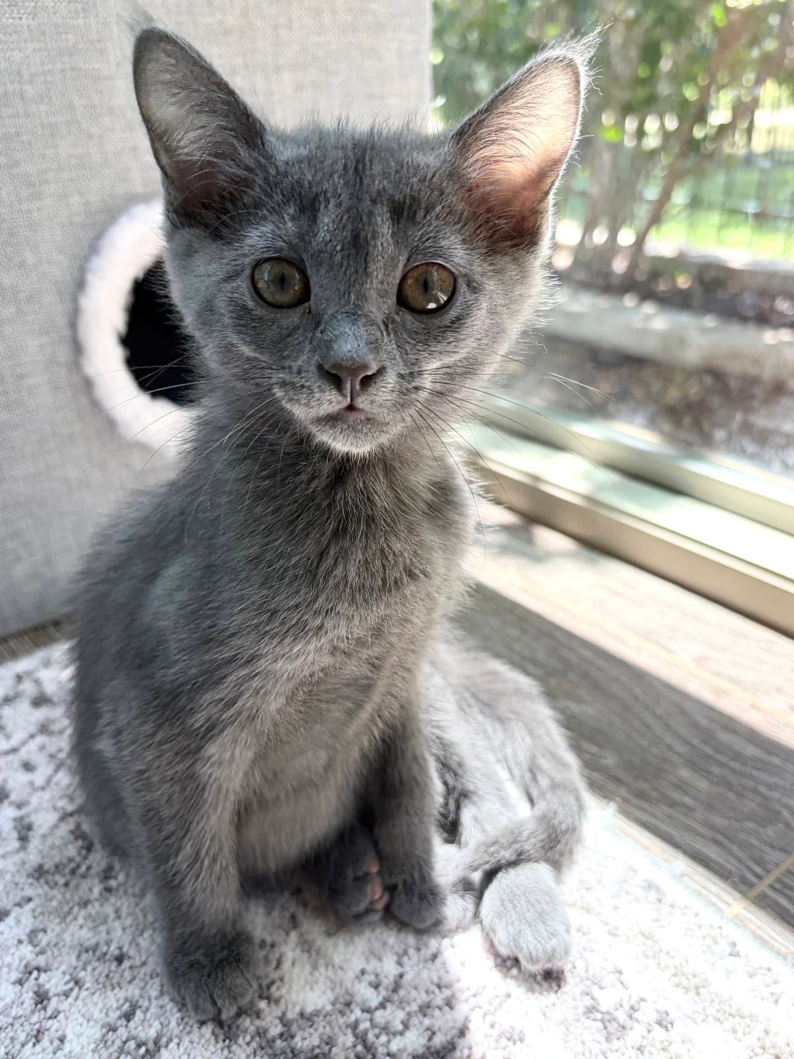 Rivieria - Russian Blue