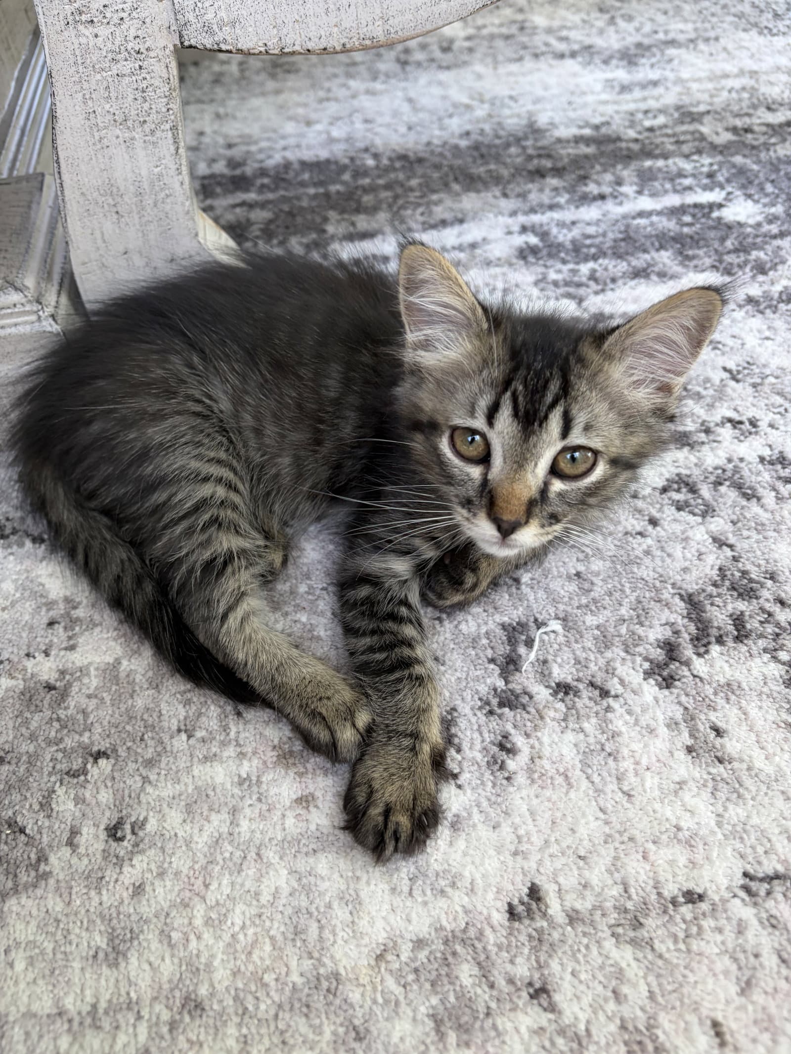 Laguna - Tabby