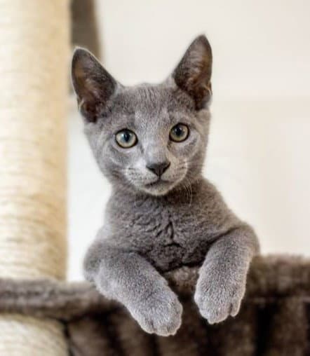 Bun-Bun - Russian Blue