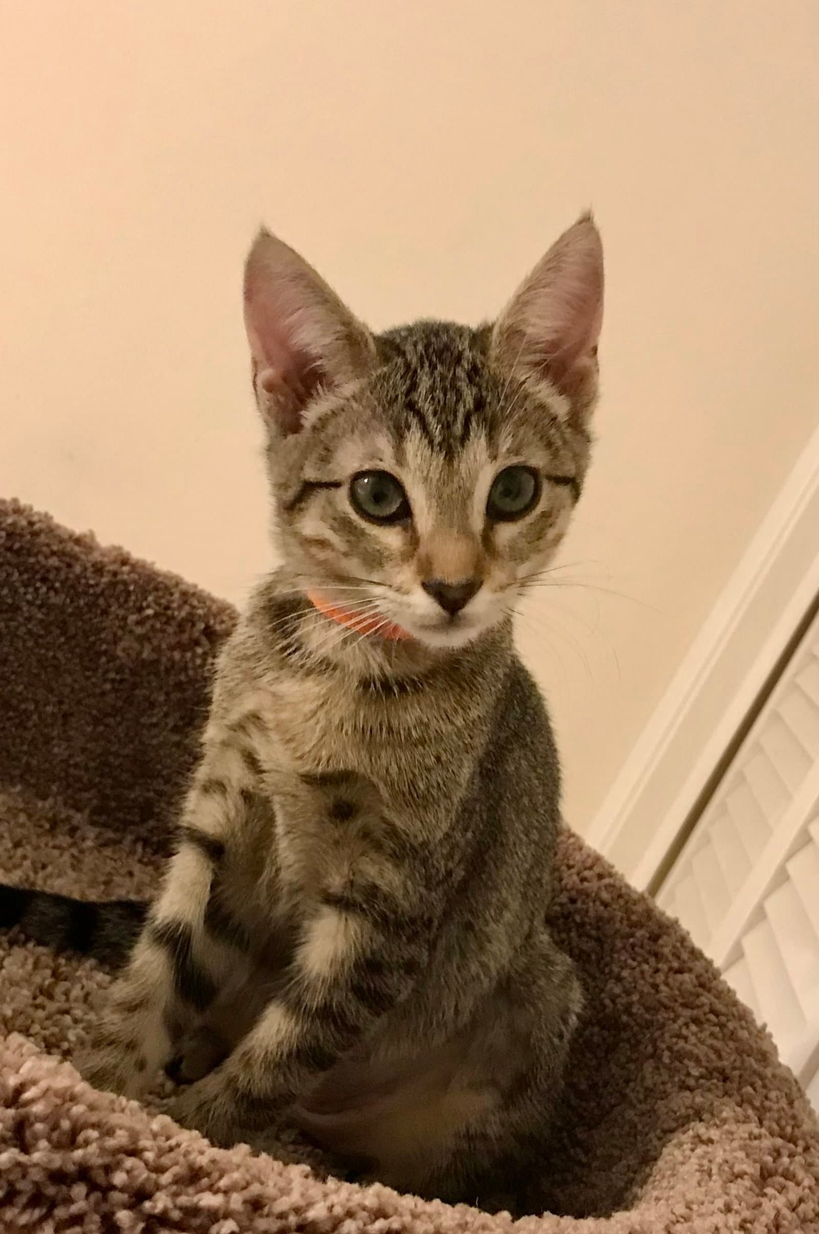 Lee-Lee - Tabby