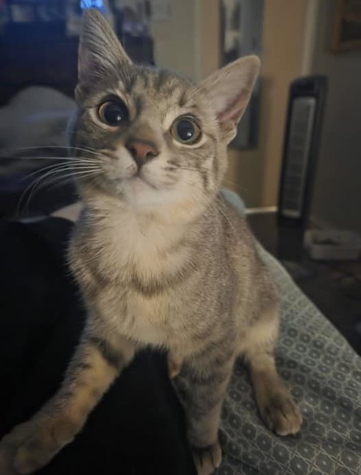 Loki - Tabby