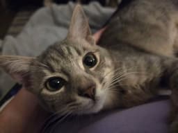 Loki image 2