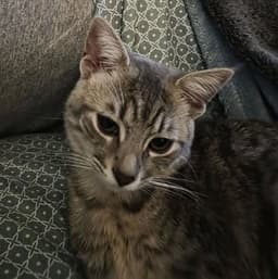 Loki image 3