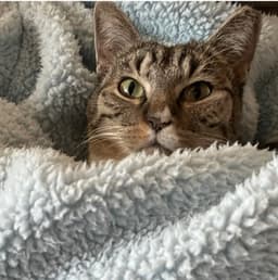 Hidey image 1