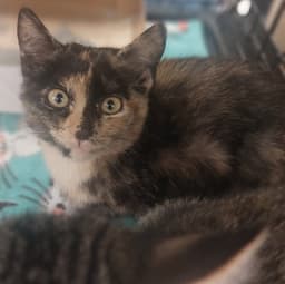 Gizmo image 2