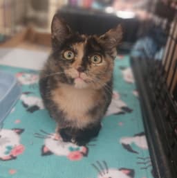 Gizmo image 3