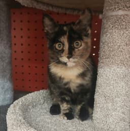 Gizmo image 4