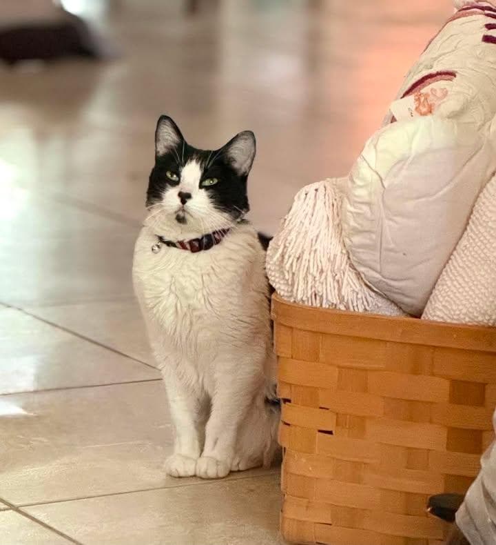 Willie - Tuxedo