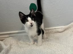 Pedro Pascal Jr image 2