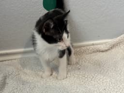 Pedro Pascal Jr image 3