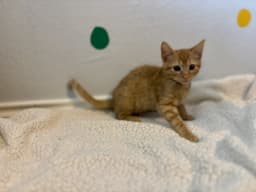Simba image 2