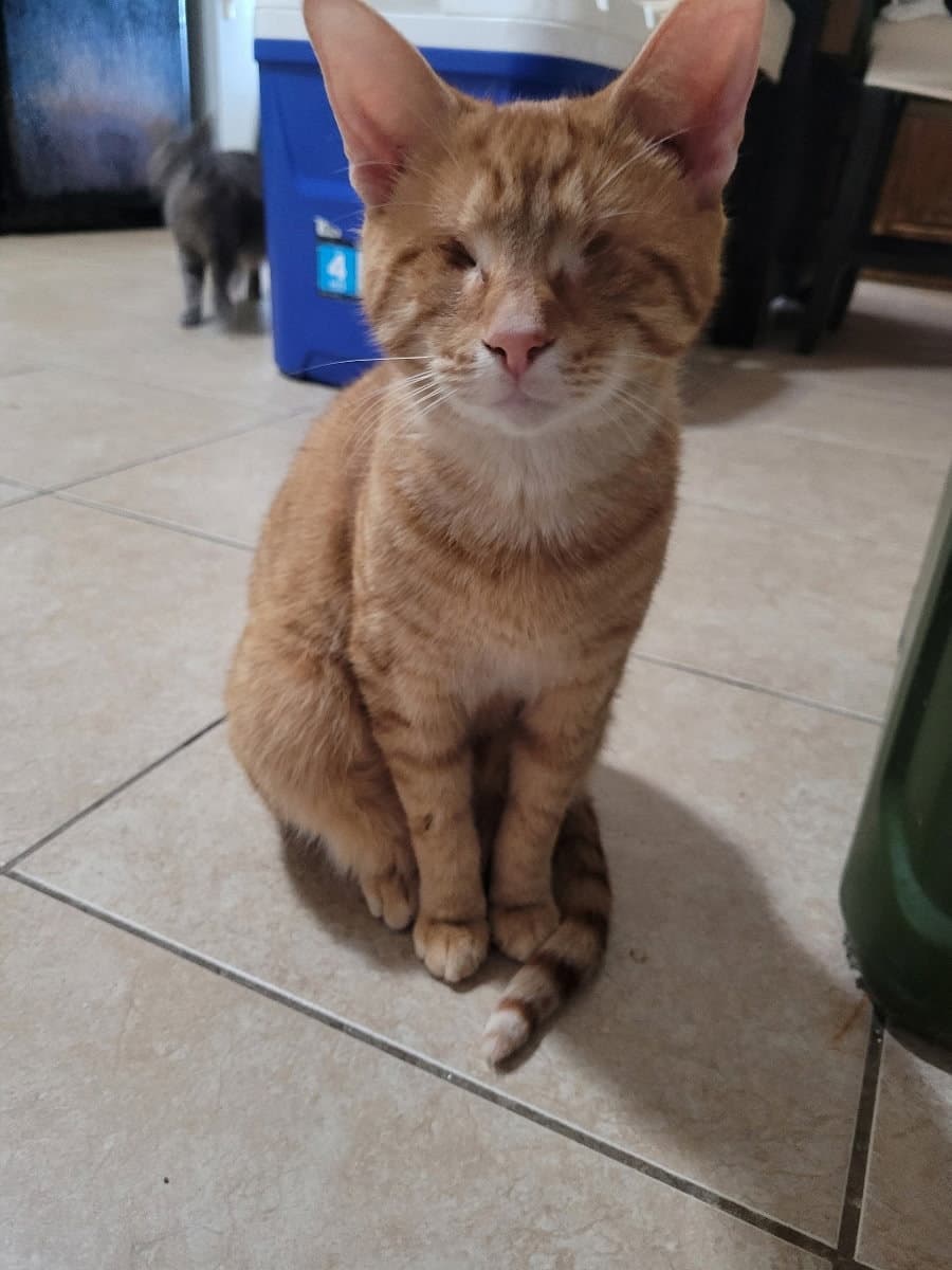 Sunlight - Domestic Short Hair